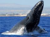 Star of Honolulu Whale Watch Standard Cruise